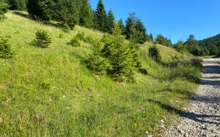 Teren 14400 mp la iesire din Rasnov inspre Pârâul Rece-Trei Brazi - Poză 14