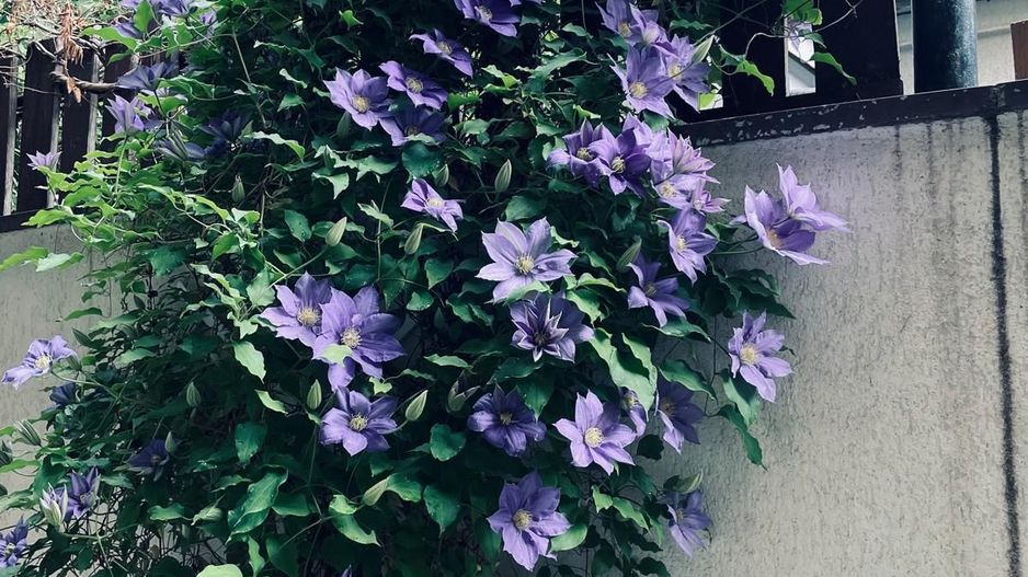 Bartolomeu, (zona strada Lungă), casa construcție 2009 - Poză 27