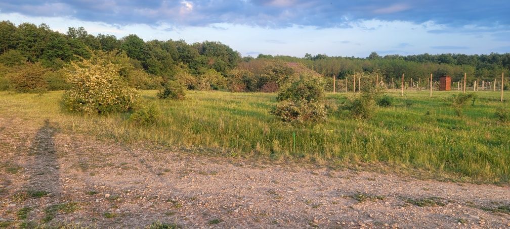 Teren intravilan in Gepiu - Poză 1