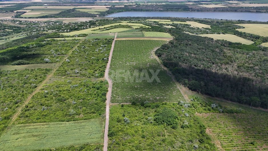 Plantație de viță-de-vie 5,7 ha  investiție cu recuperare rapidă - Poză 2