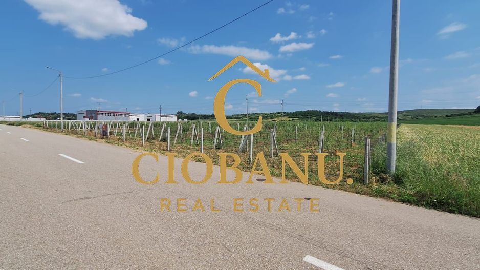 Teren intravilan cu PLANTATIE DE GOJII de vanzare in Racari - Poză 3