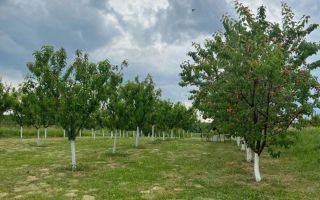 De vanzare | Teren intravilan 1500 mp | Cordau | Cu livada - Poză 2