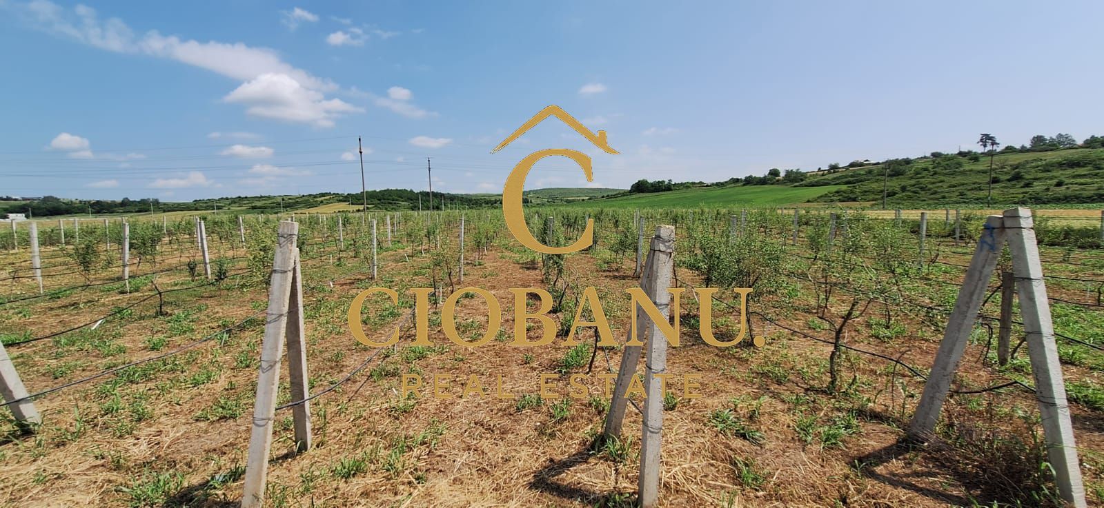 Teren intravilan cu PLANTATIE DE GOJII de vanzare in Racari - Poză 4