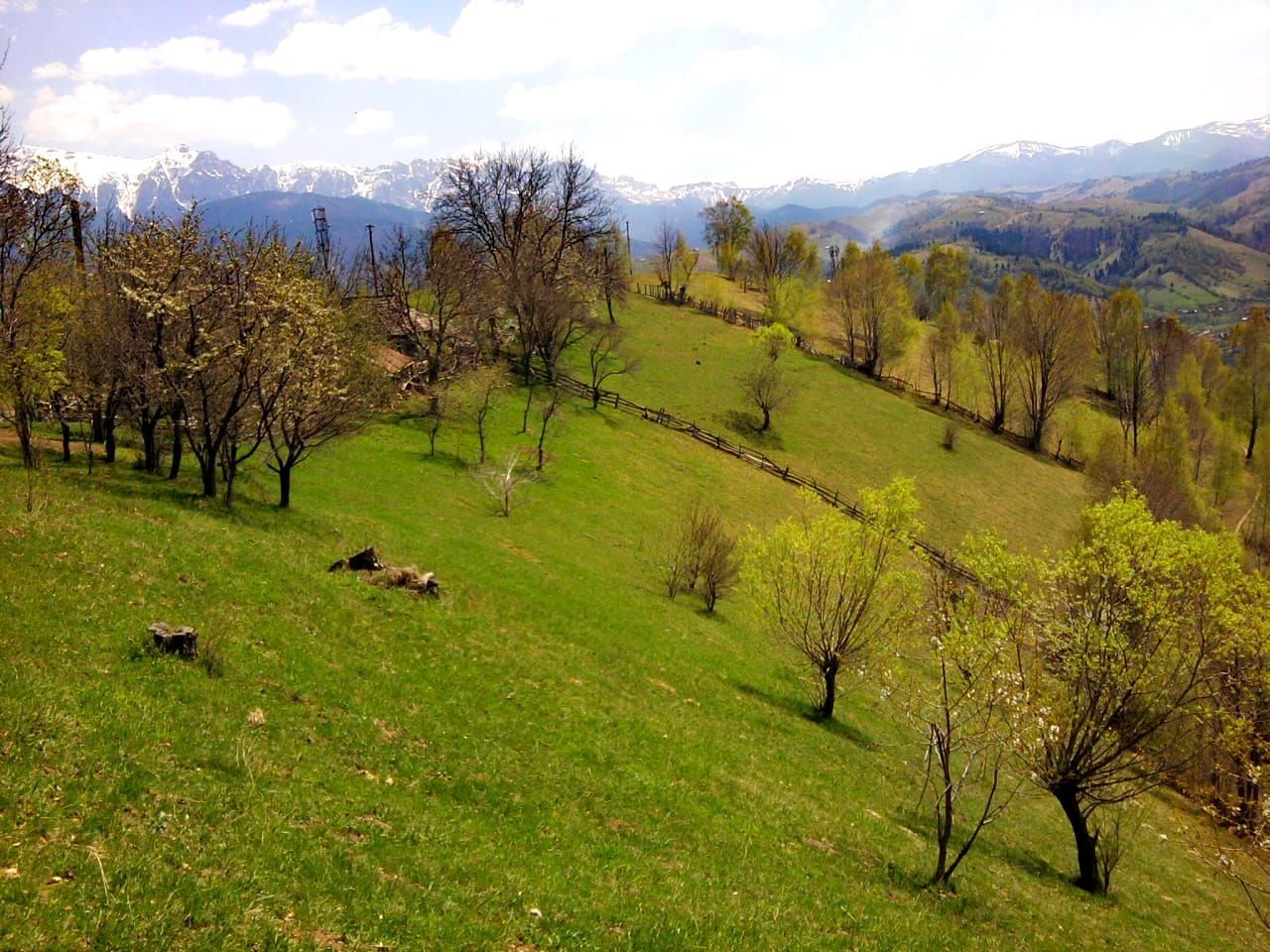 teren intravilan in zona Magura Bran - Poză 12