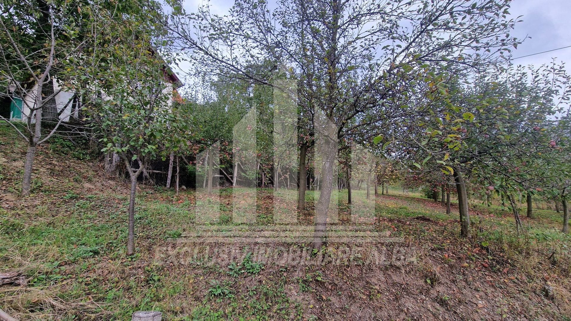 Casa cu livada in Cetea - Poză 22