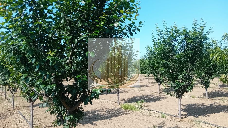 Vand/Schimb Livada Belint 16000mp - Poză 21