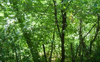 Teren de vânzare în Breaza– zonă liniștită, ideal pentru relaxare - Poză 20