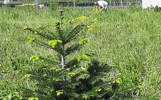Teren Intravilan Crevedia-Cocani - Academia Titi Aur - Poză 4