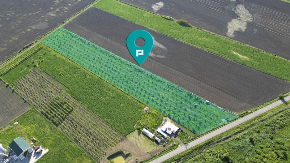 Livadă de nuci și pruni 2.4ha în Variașul Mare - Poză 1