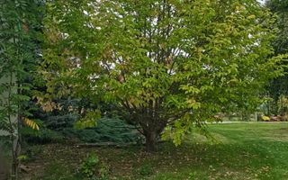 Casă/Vila + Teren 13 Ari de Vânzare |Lisaura/Suceava I 260.000Euro - Poză 18