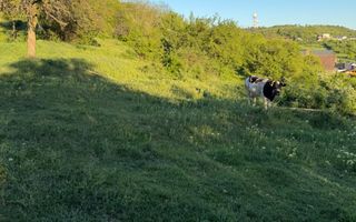 ⭐  Teren de 2.700 mp cu front generos – Ocazie în Oncea - Poză 5