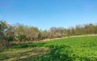 🏡 Casă cu livadă sat Prisăcani  - Teren 4500 mp - Poză 11
