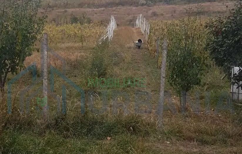 Teren intravilan - Poză 3