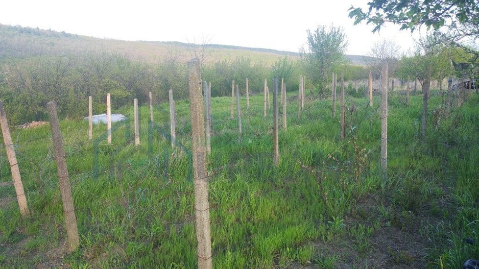 Teren intravilan de vânzare în sat Vânători, comuna Popricani, județul Iași - Poză 3