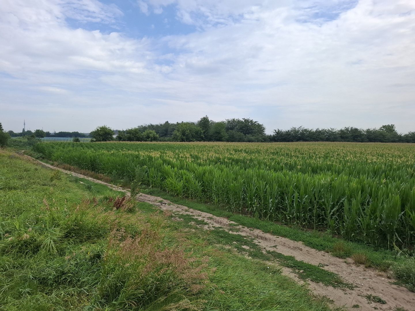 Teren de vanzare Serbanesti/Holt - Poză 2