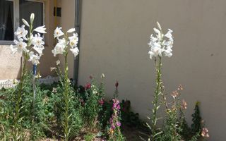 Dristor, Piata Ramnicu Sarat, casa - Poză 13