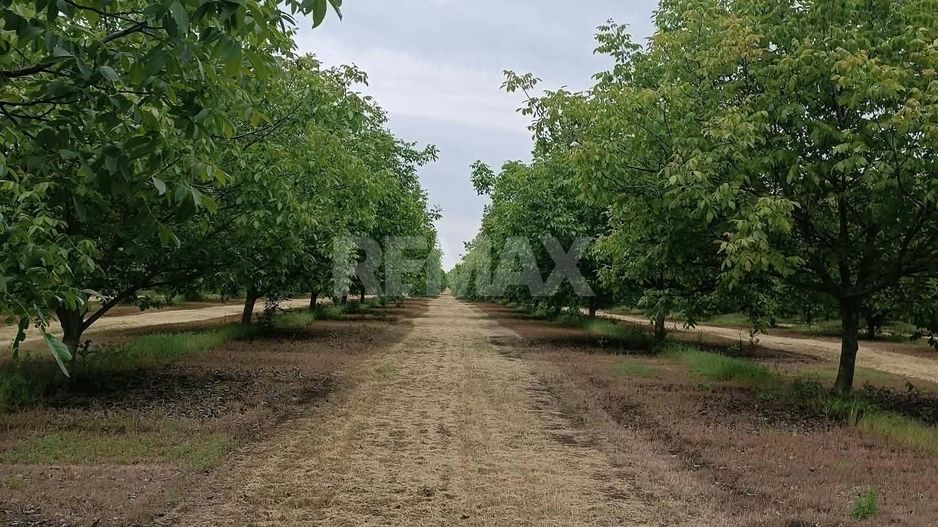 LIVADĂ DE NUCI – 24,5 HA | ȚÎNȚĂRENI, ANENII NOI - Poză 4