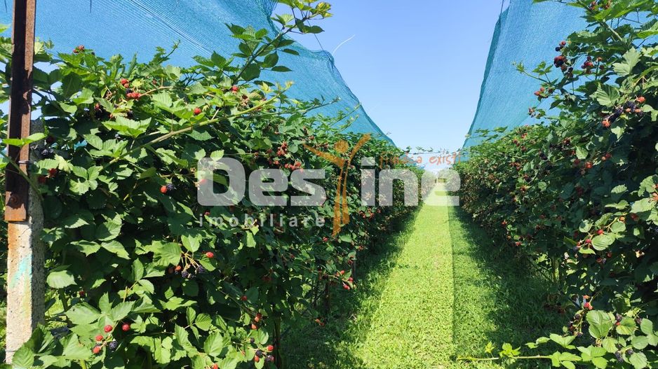 Plantatie de Muri Baicoi 10.000 mp Afacere la cheie! - Poză 11