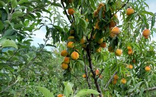 Casa individuala | 4 camere | Teren 2000 MP | Seica Mare - Poză 7