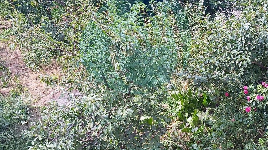 Teren constructii intavilan de 600 mp, Popesti-Leordeni - Poză 4