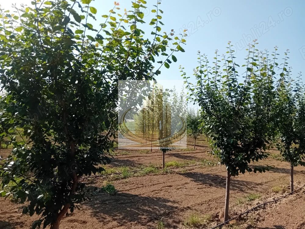 Vand/Schimb Livada Belint 16000mp - Poză 1