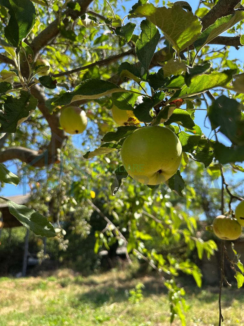 Teren Intravilan de Vânzare în Picioru Lupului - Poză 5