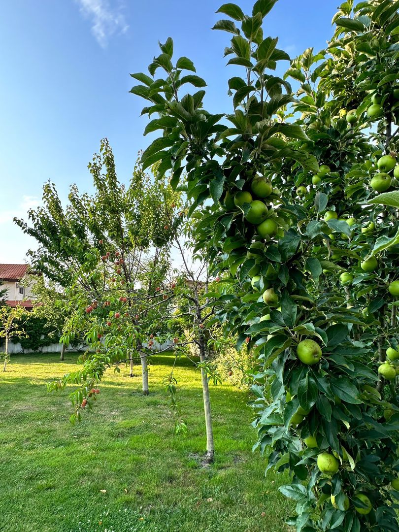 Vila Sinanadrei - Poză 12