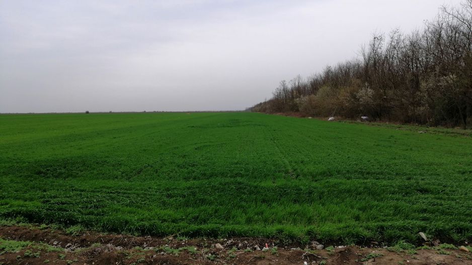 Teren extravilan localitatea Afumati - Poză 6