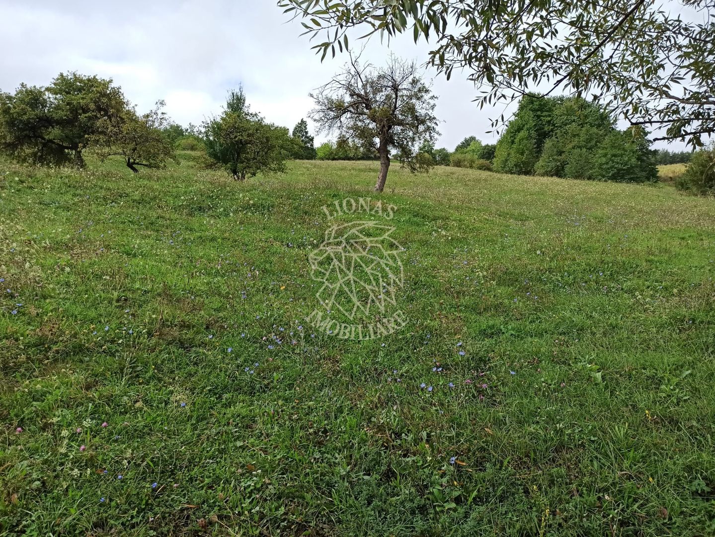 Teren intravilan 12600 mp-utilitati-ideal case, investitie-Livezile - Poză 2