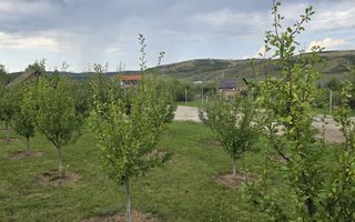 Teren Intravilan | 670 Mp |  Daia - Poză 2