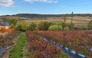 Afacere agricolă la cheie | Plantație afine | Solarii | 18.800 mp - Poză 6