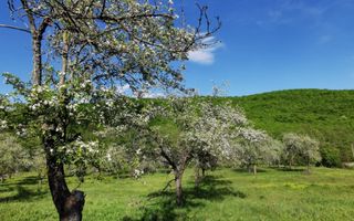 Teren 680mp Budeasa Mica, AG - Poză 9