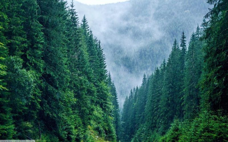 530 Ha pentru Reîmpădurire – Investiția Verde a Deceniului! - Poză 2