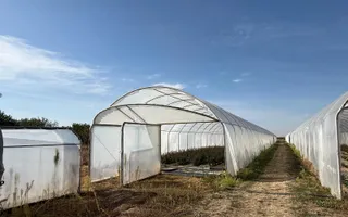 Teren intravilan agricol | 7029 mp | Satu Nou | Bihor - Poză 13