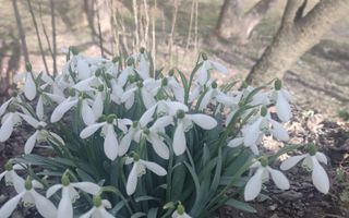 Casa Vantului si 8000 metri patrati in Abrud - Poză 4