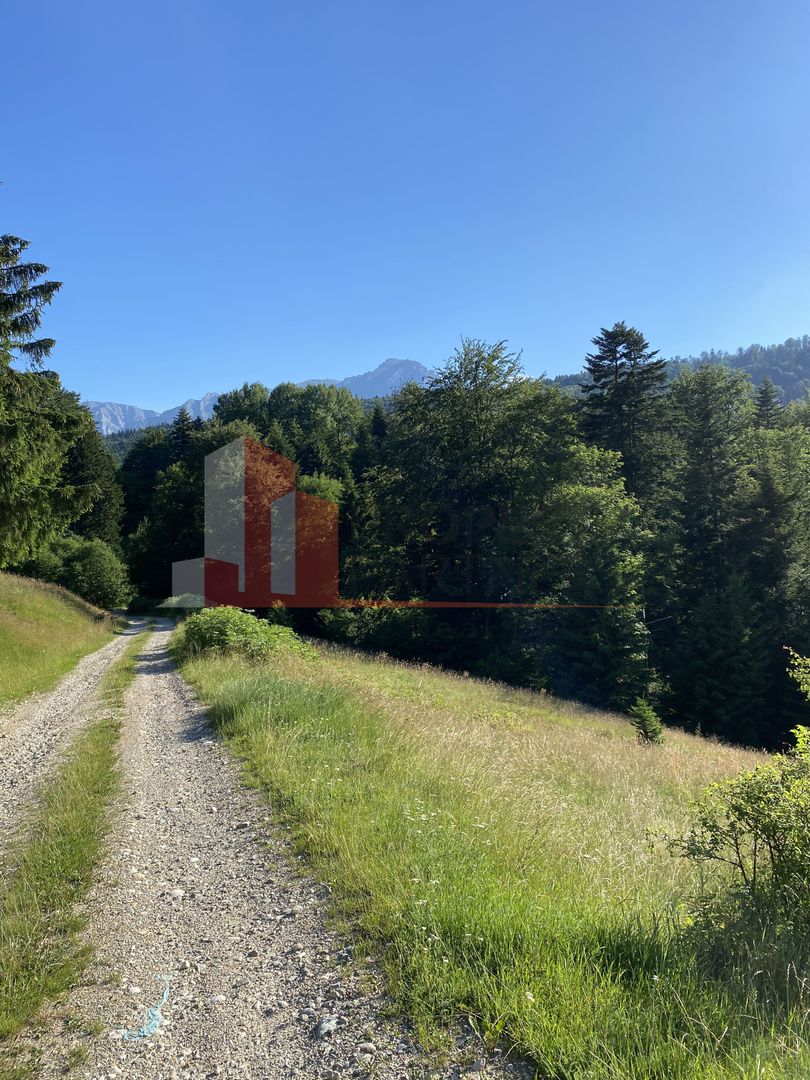 Teren 14400 mp la iesire din Rasnov inspre Pârâul Rece-Trei Brazi - Poză 10