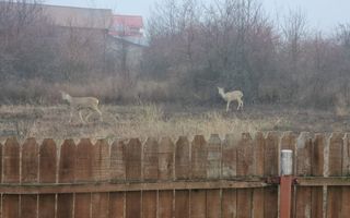 AZURA Imobiliare - Casa la cheie Mosoaia - pret de apartament! - Poză 10