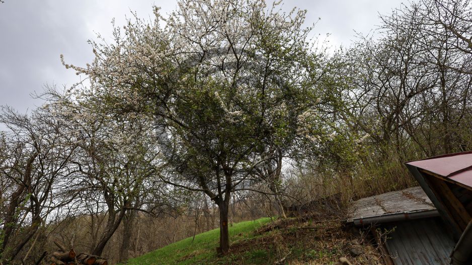 Casa 3 camere de vanzare | 2600mp teren| Cerasu, Prahova | Comision 0% - Poză 15