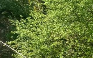 Inchiriere apartament (Zona Dristor) - Poză 13