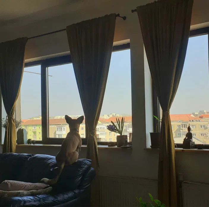 COMISION 0% | Apartament 4 Camere | Calea Torontalului | 110 mp - Poză 7