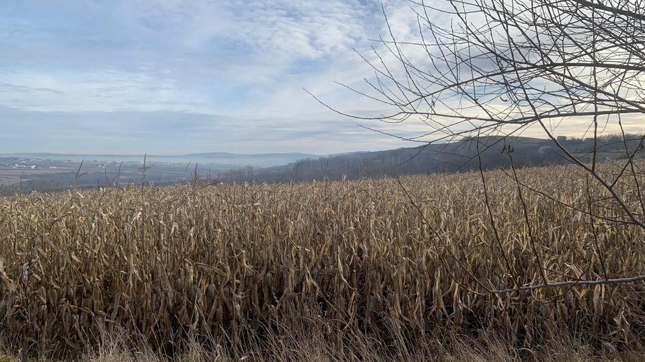 Teren intravilan de vânzare | Cajvana | 7.800 mp - Poză 7