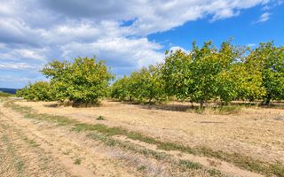 LIVADĂ DE NUCI – 24,5 HA | ȚÎNȚĂRENI, ANENII NOI - Poză 10