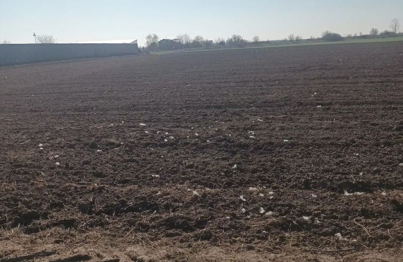 Teren de vanzare, Ordoreanu, Ferma de Struti, pret discutabil - Poză 4