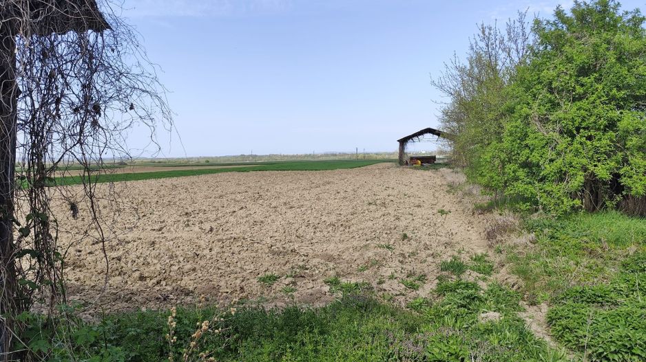 Casa la tara, gaz, acces auto, teren 4122 mp – Petid, Bihor – VANZARE - Poză 16
