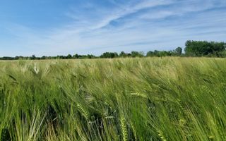 Ferma de Cultura Mare 1100 HA - Poză 12