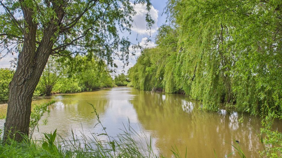 Teren cu baltă- oportunități multiple la Fibiș - Poză 6