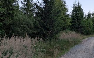 Teren 19,500 mp (1,95 Ha)-curent-ideal cabane-Colibita - Poză 3