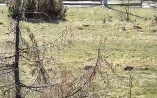 Teren Intravilan I 4000 mp I Zona Turistica Porumbacu de sus - Poză 1