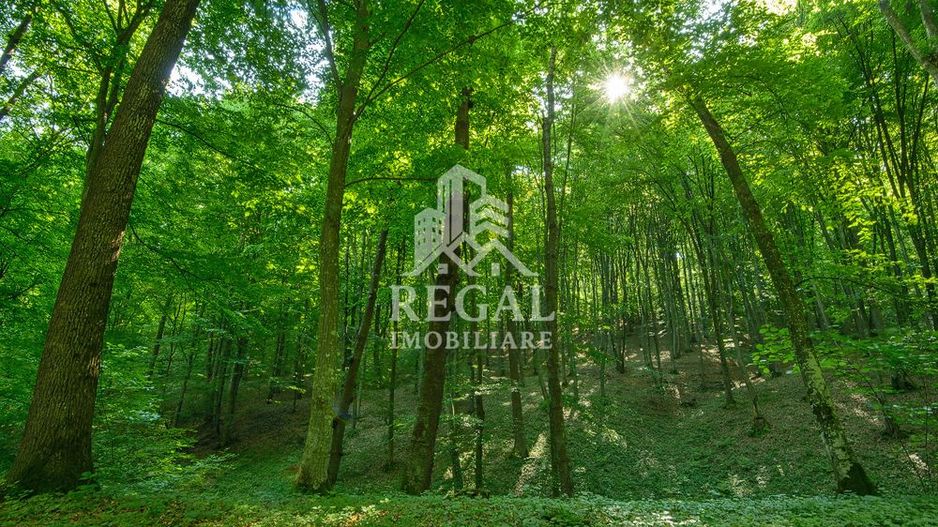 PRET NOU! Teren (padure) intabulat – 11.011 mp în zona Hașdat–Chizid - Poză 1