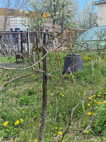 Vanzare casa P+1, anexe, curte, sat Verseni, comuna Miroslovesti, la asfalt - Poză 7